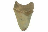 Serrated, Fossil Megalodon Tooth - Georgia #338679-1